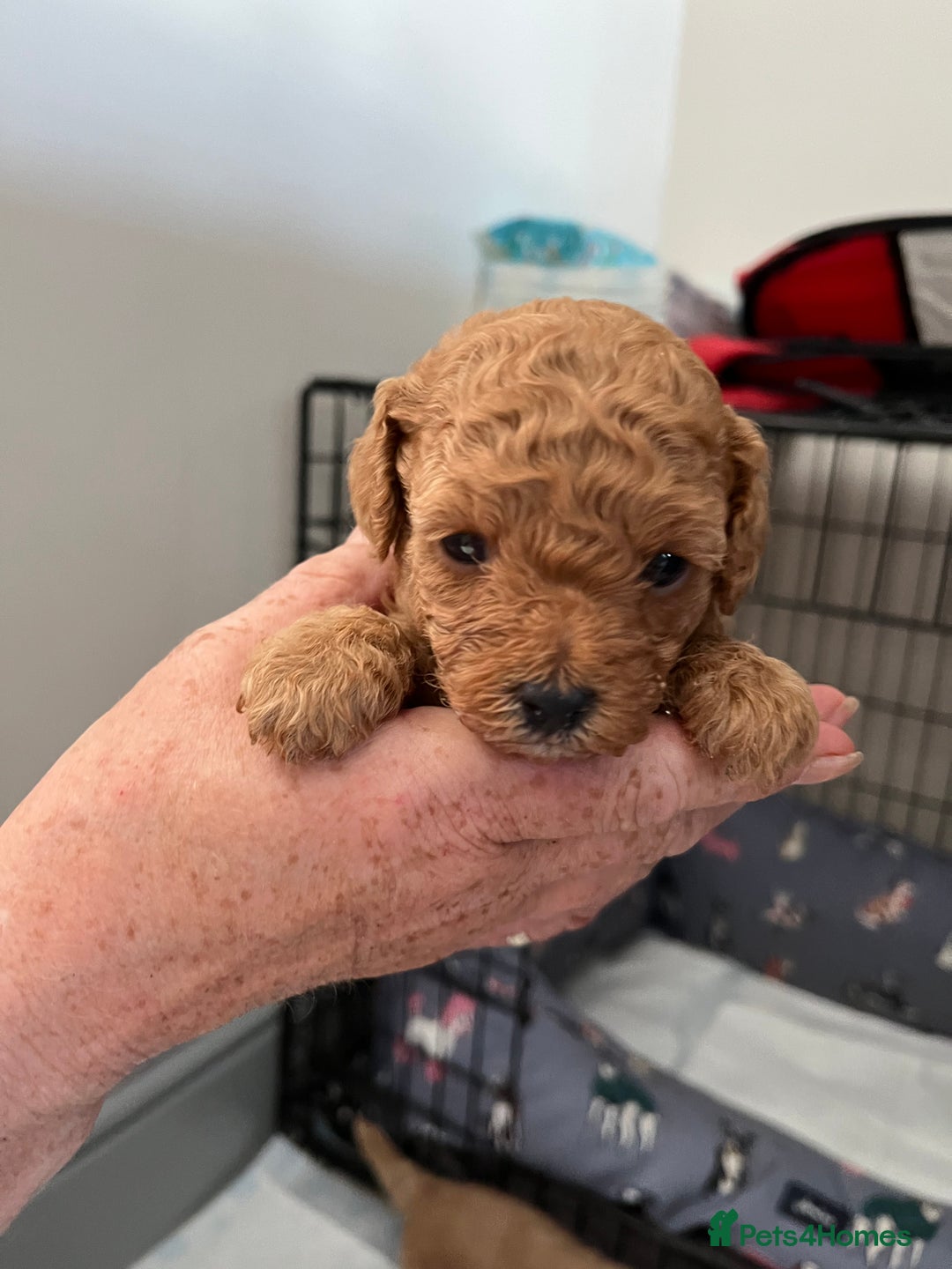 Poochon dogs for sale: 1 female 1 male Poochon puppy.  - Image 1