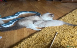 Ragdoll cats for sale: Wilbert (ragdoll)  - Image 6