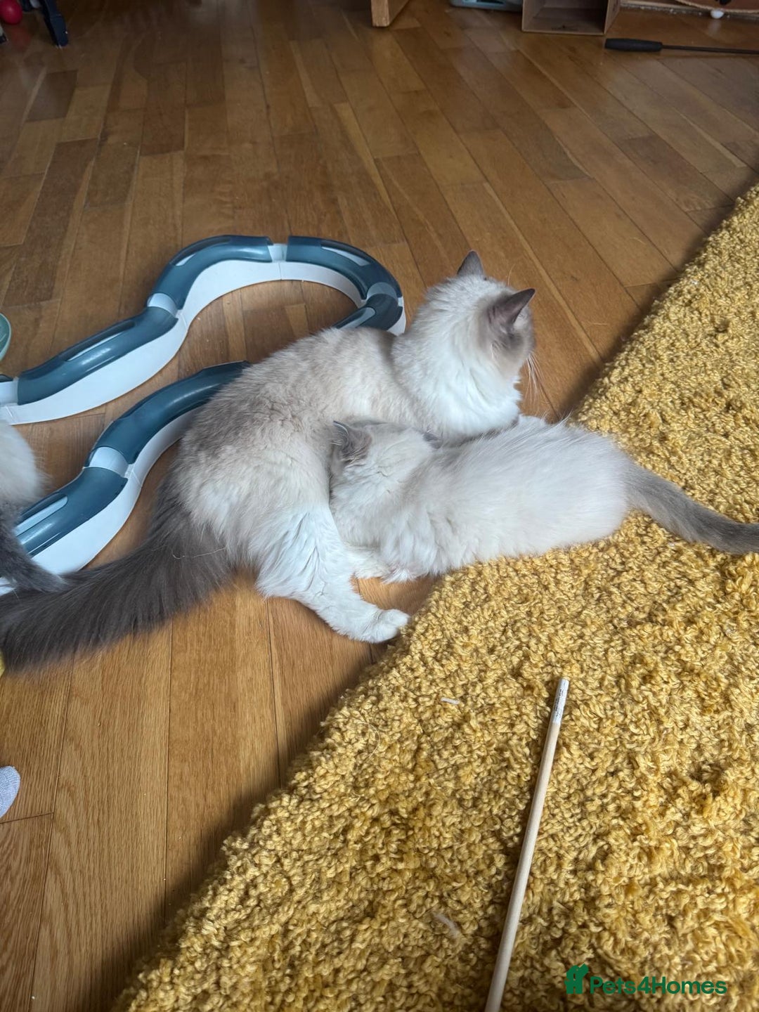 Ragdoll cats for sale: Wilbert (ragdoll)  - Image 6