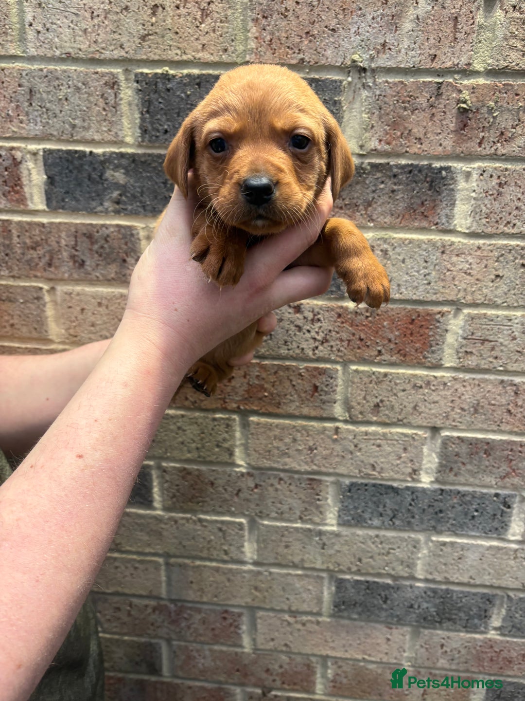 Labrador Retriever dogs for sale: Kc fox red Labrador puppies 4 boys ready to go  - Advert 13