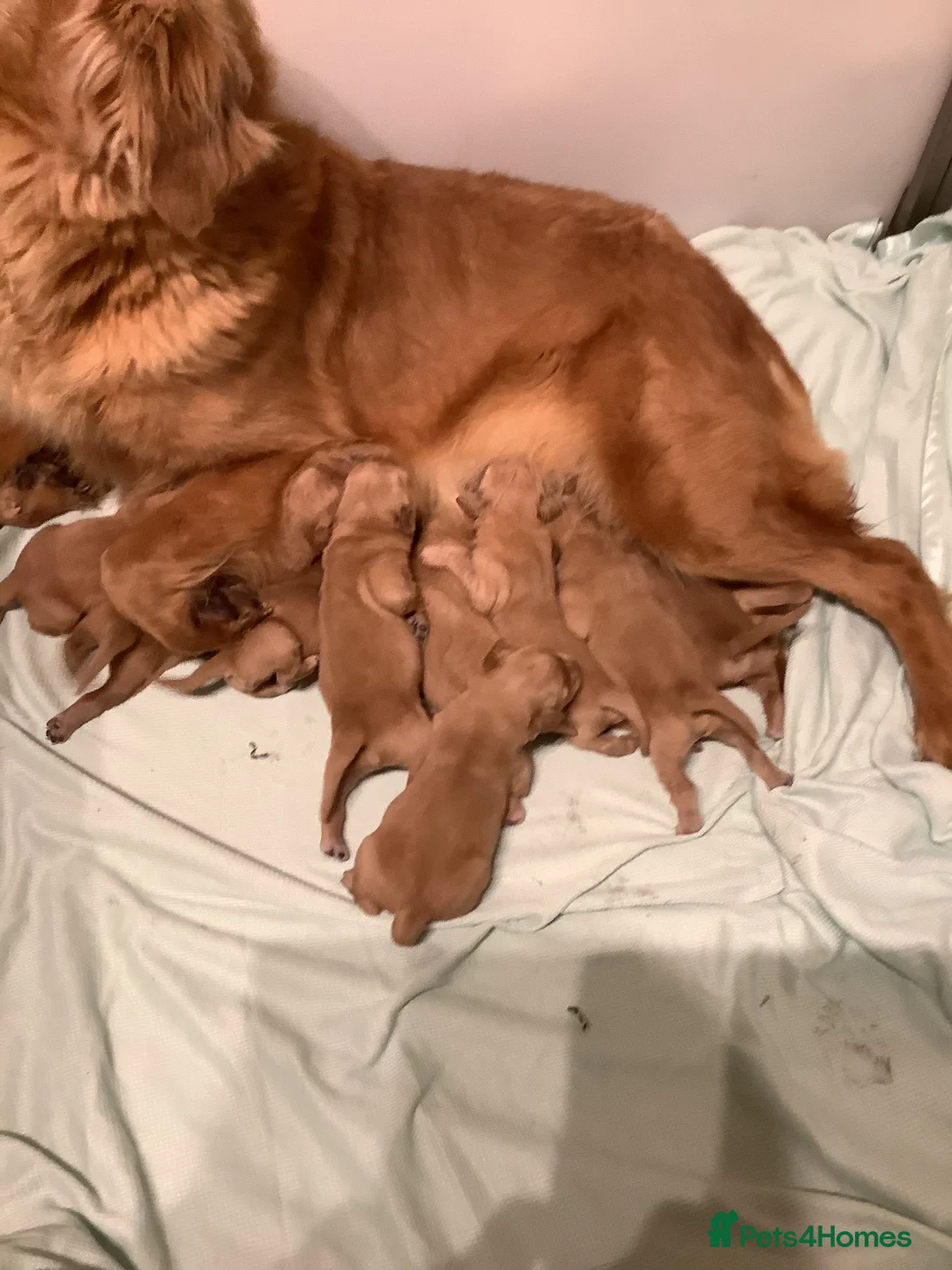 Golden Retriever dogs for sale: Gorgeous dark kc golden retriever pups - Advert 2