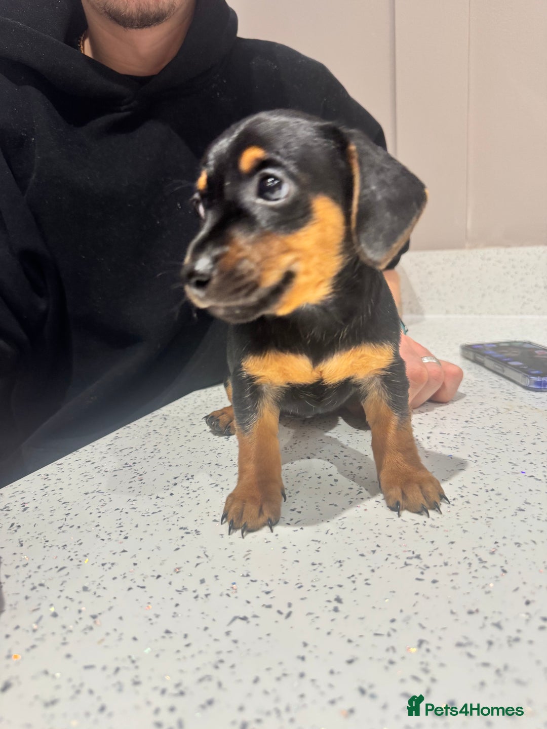 Mixed Breed dogs for sale: Miniature Dachshund's x Jack Russel puppies  - Advert 5