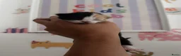 Ragdoll cats for sale: Ragdoll × Norwegian Forest Kittens - 3 Girls - Advert 9