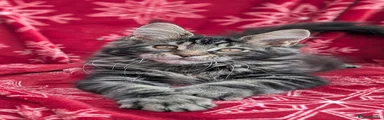 Maine Coon Kitten 2