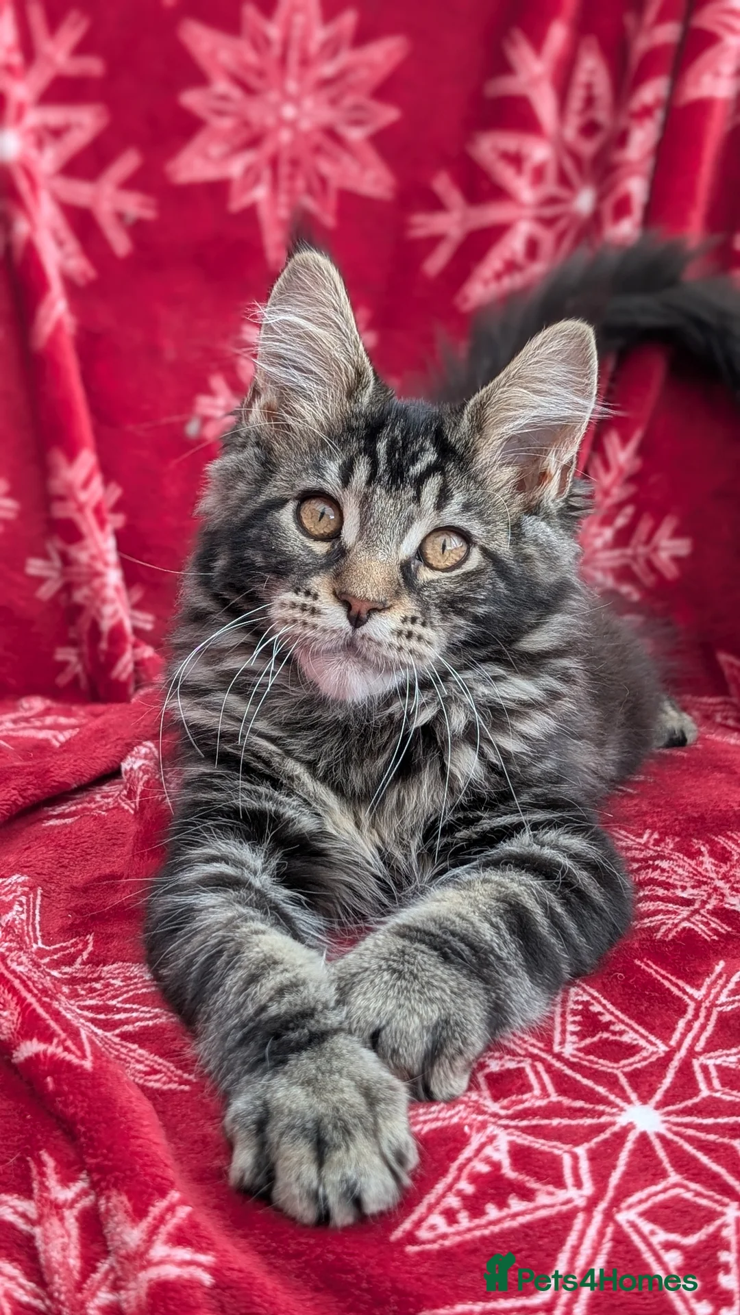 Maine Coon cats for sale: Pedigree Maine coons kittens Tica registered - Advert 2