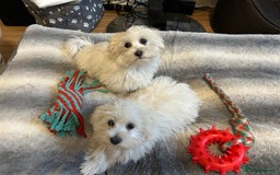 Havanese dogs for sale: Extra mini Havanese x Maltese puppies - Image 1
