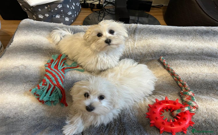 Havanese dogs - Advert 2