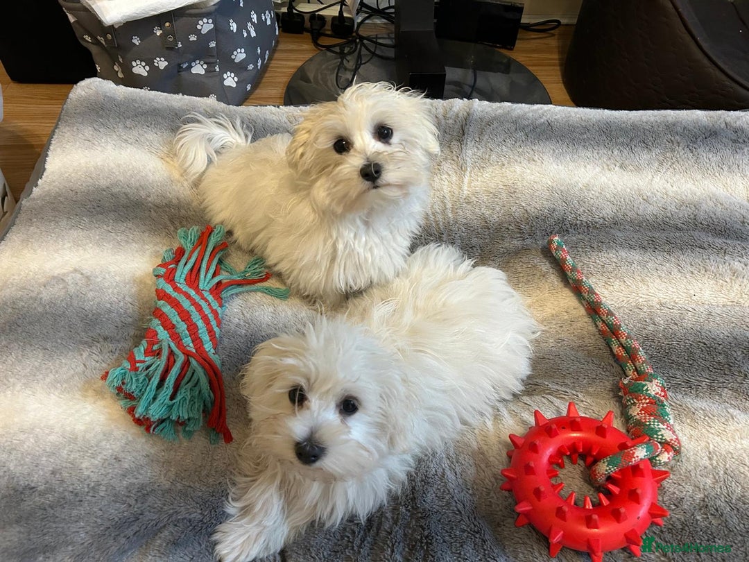 Havanese dogs for sale: Extra mini Havanese x Maltese puppies - Image 1