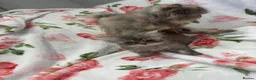 Persian cats for sale: Persian fluffy kittens - Advert 11
