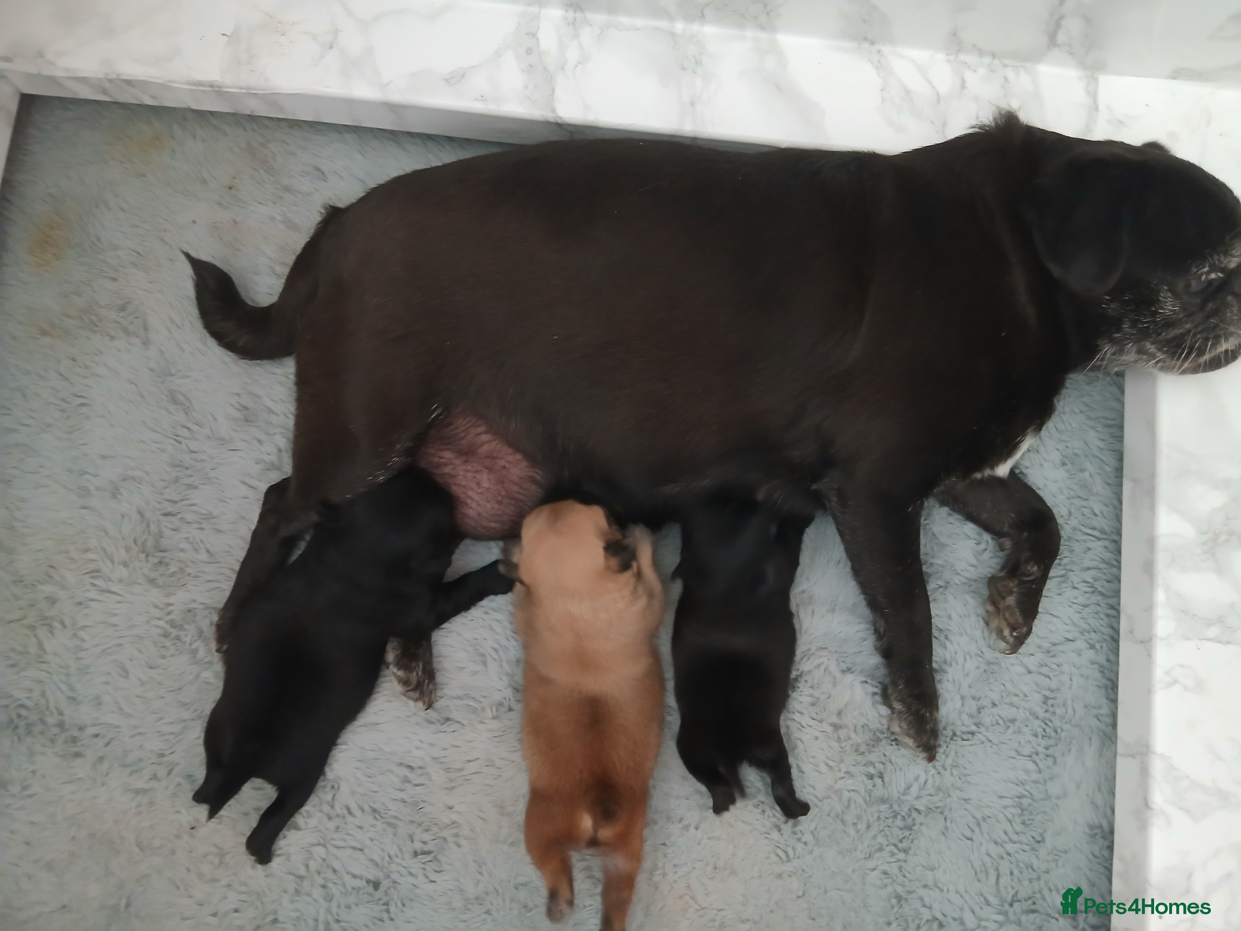 Pug dogs for sale: KC Registered Pug Puppies 🩷💙😍💙🩷 - Advert 2