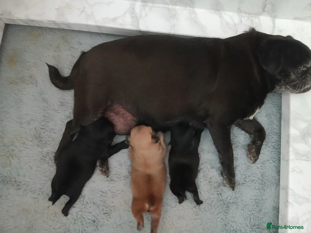 Pug dogs for sale: KC Registered Pug Puppies 🩷💙😍💙🩷 in Corby - Advert 2