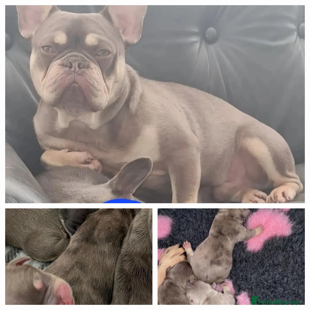 French Bulldog dogs for stud: KC TOP DRAW STUD Ramsgate  in Ramsgate - Advert 27