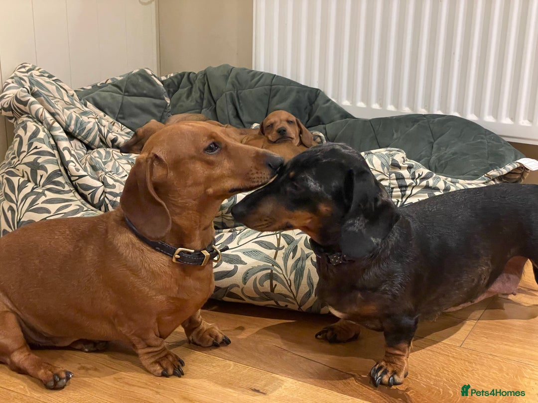 Miniature Dachshund dogs for sale: 🌭 Little Sausages Looking for Big Love! ❤️🐾 - Image 8