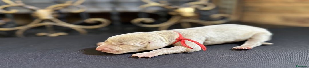 Weimaraner Puppy 5 