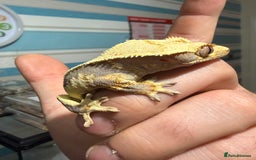 Gecko reptiles for sale: Lilywhite Crested Geckos  - Image 13