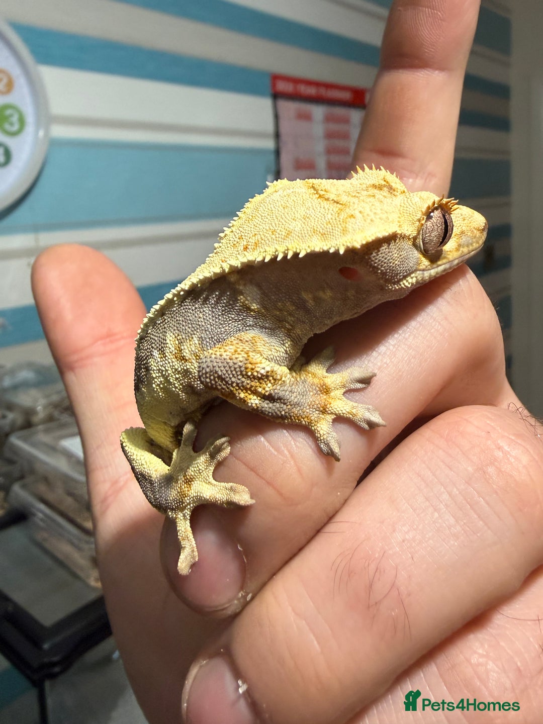 Gecko reptiles for sale: Lilywhite Crested Geckos  - Image 13