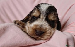 Cocker Spaniel dogs for sale: Beautiful family SHOW cocker spaniels LAST 2 - Image 12