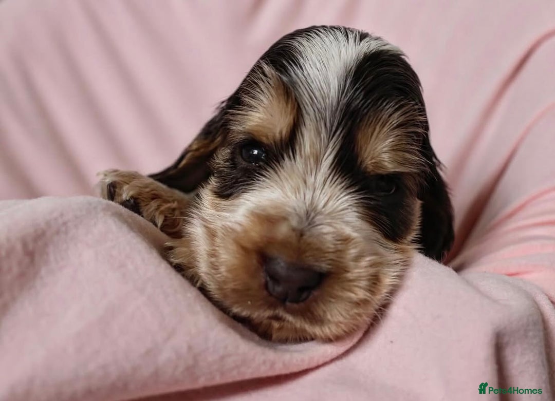 Cocker Spaniel dogs for sale: Beautiful family SHOW cocker spaniels LAST 2 - Image 12