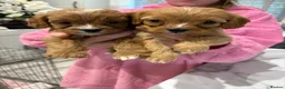 Cavapoo dogs for sale: Red Cavapoo puppies  - Advert 6