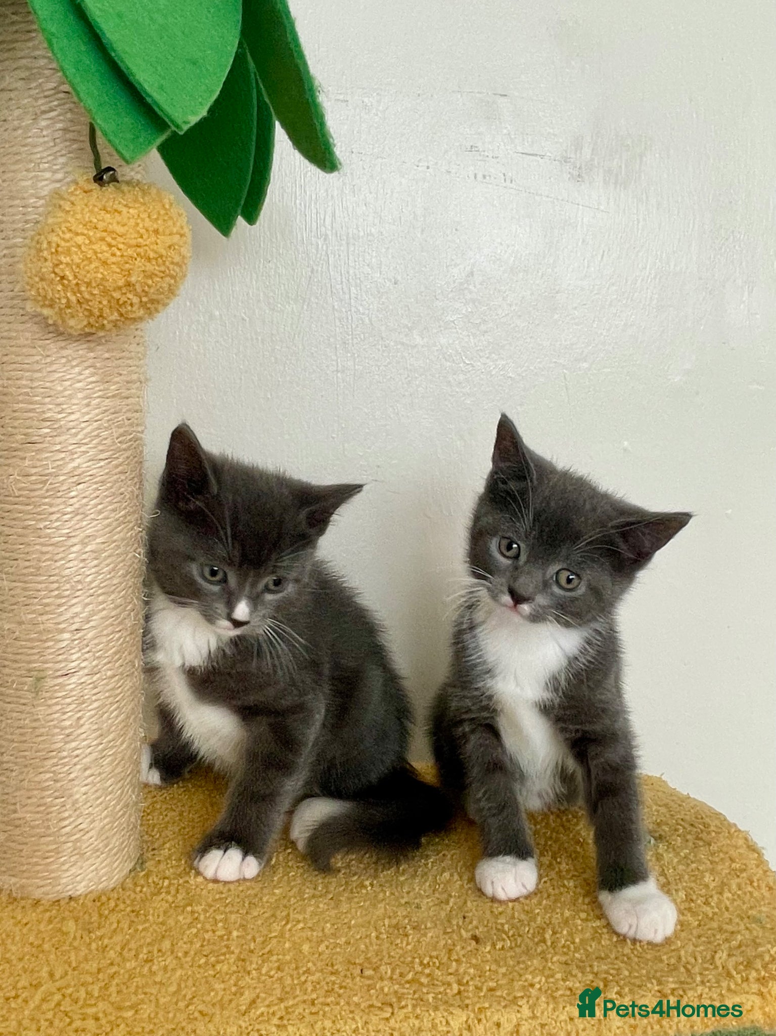 Mixed Breed cats Grey boy and girl ready for their forever homes - Advert 1
