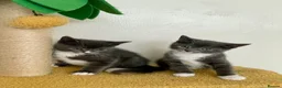 Mixed Breed cats for sale: Grey boy and girl ready for their forever homes - Advert 1