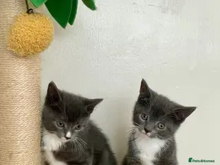 Mixed Breed cats Grey boy and girl ready for their forever homes - Advert 4