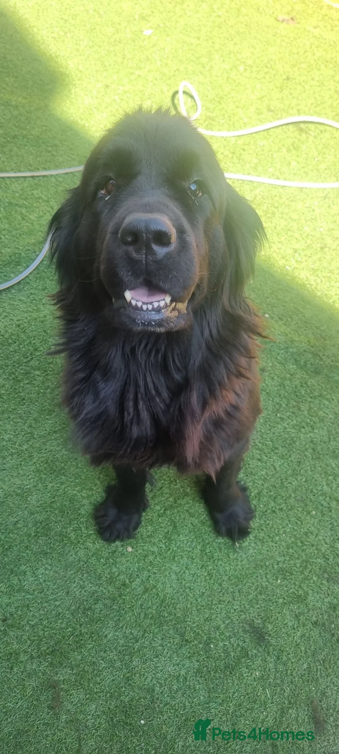 Newfoundland dogs for sale: Newfoundland for sale  - Advert 1