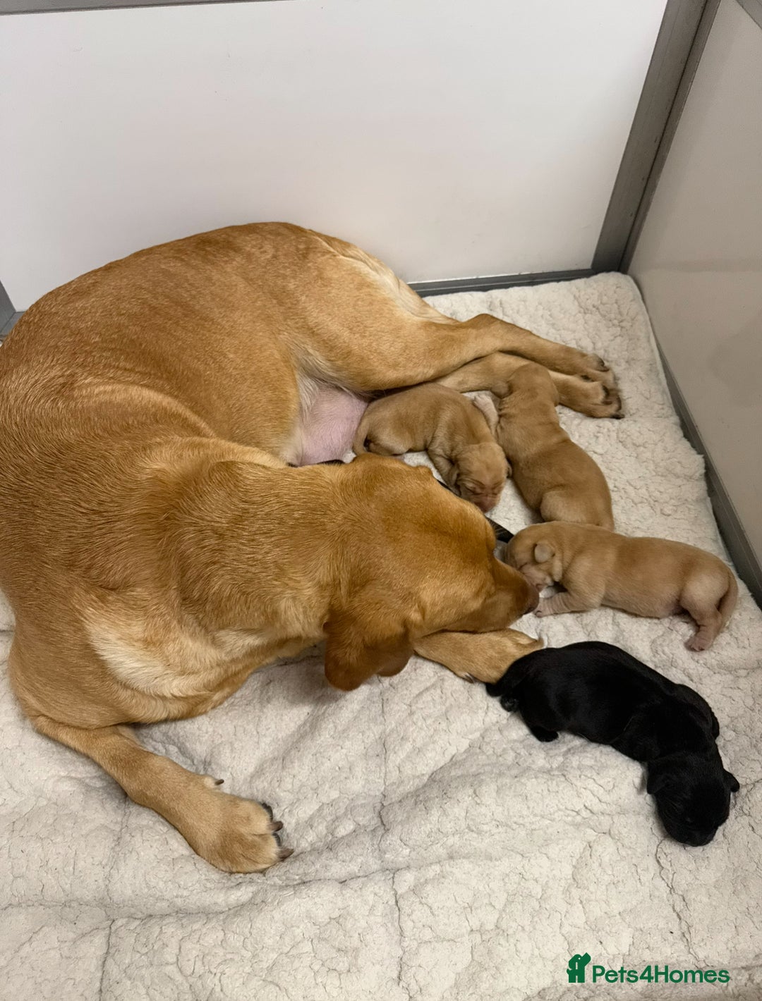 Labrador Retriever dogs for sale: Beautiful litter of labradors - Advert 4