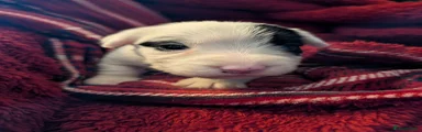 Sealyham Terrier Puppy 5