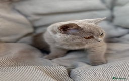 British Shorthair cats for sale: Ready British Shorthair Chunky Kittens - Image 8