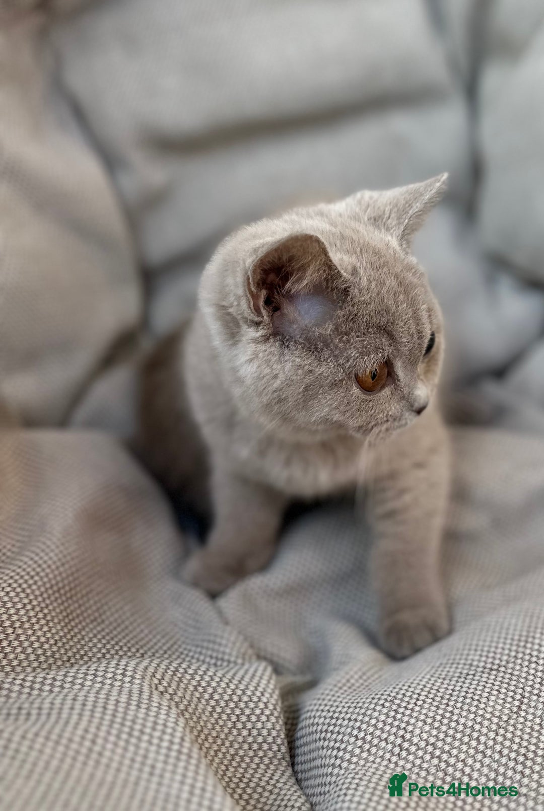 British Shorthair cats for sale: Ready British Shorthair Chunky Kittens - Image 8