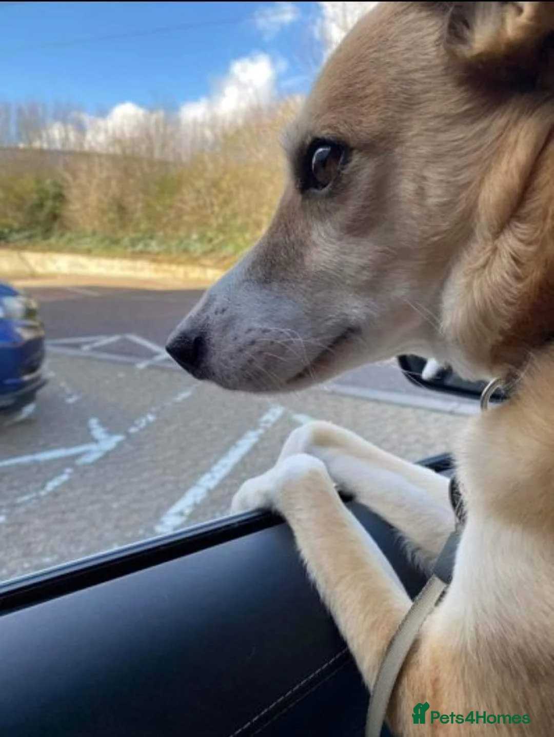 Mixed Breed dogs for adoption: Meet Bailey, currently residing in Wilshire in Calne - Advert 6