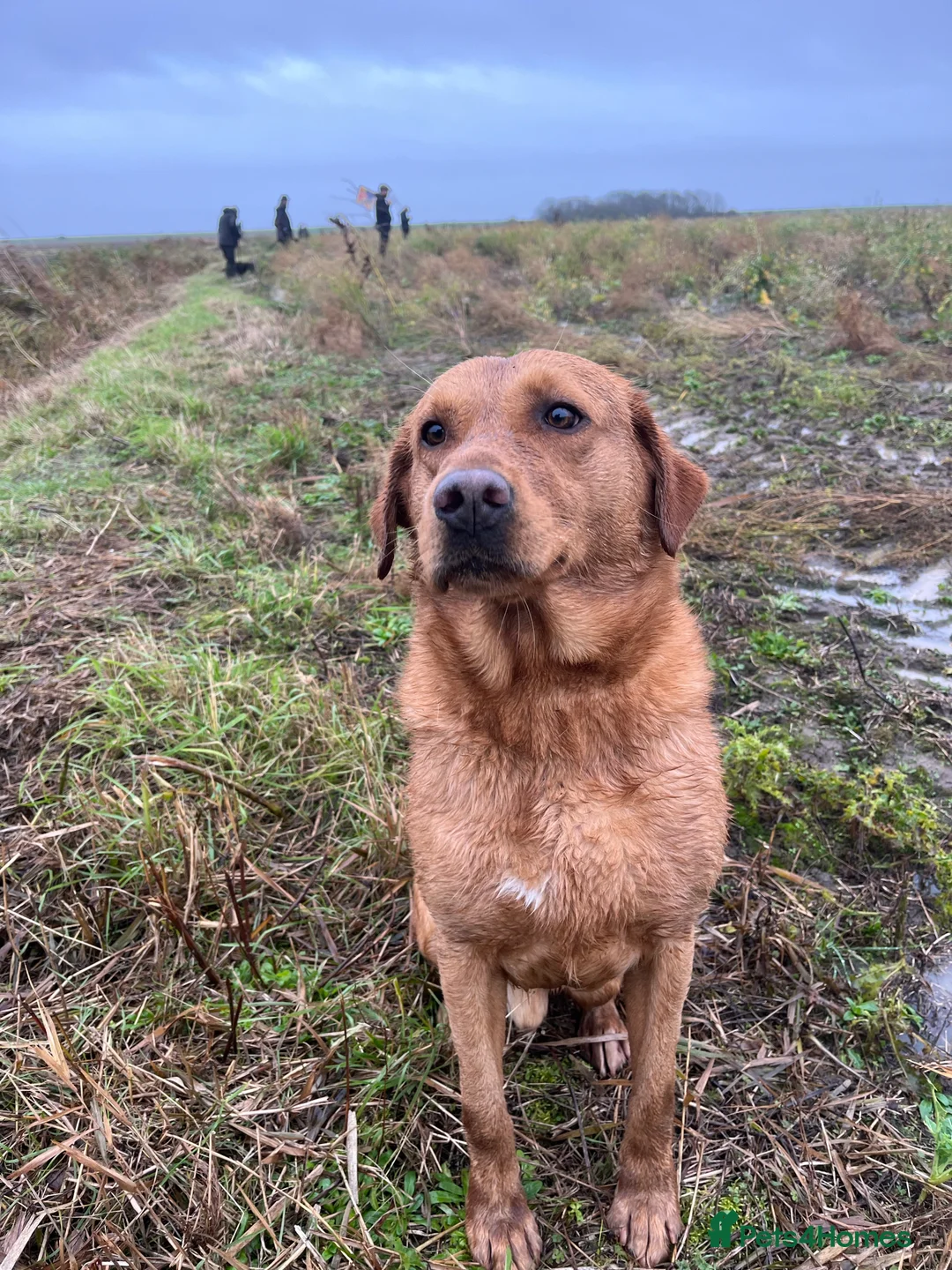 Labrador Retriever dogs for stud: Fox Red Labrador Stud (Proven) in Chelmsford - Advert 10