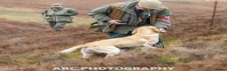 Labrador Retriever dogs for sale: FTCh Gunnerspeg Gambler × Greenbriar Tanzanite - Advert 32
