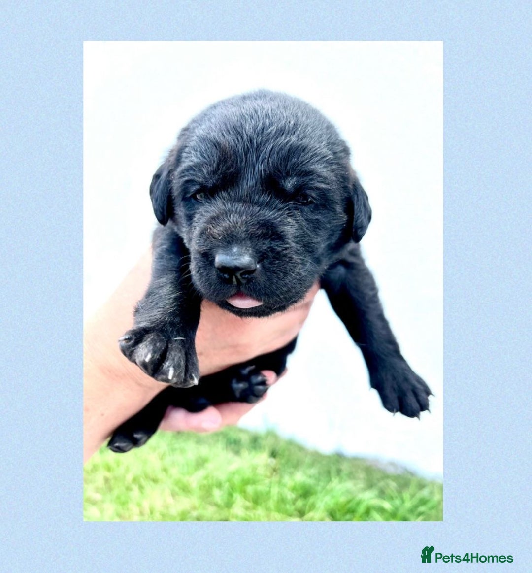 Labrador Retriever dogs for sale: Labrador puppies - Image 5