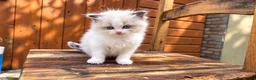 Ragdoll cats for sale: 2 beautiful Ragdoll kittens in High Wycombe - Advert 15