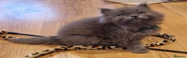 British Longhair 1 green 