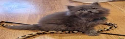 British Longhair cats for sale: Adorable British Blue longhair kittens - Advert 20