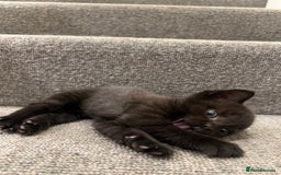 British Shorthair cats for sale: Stunning Brown/Grey Mix British Shorthair Kittens - Advert 12