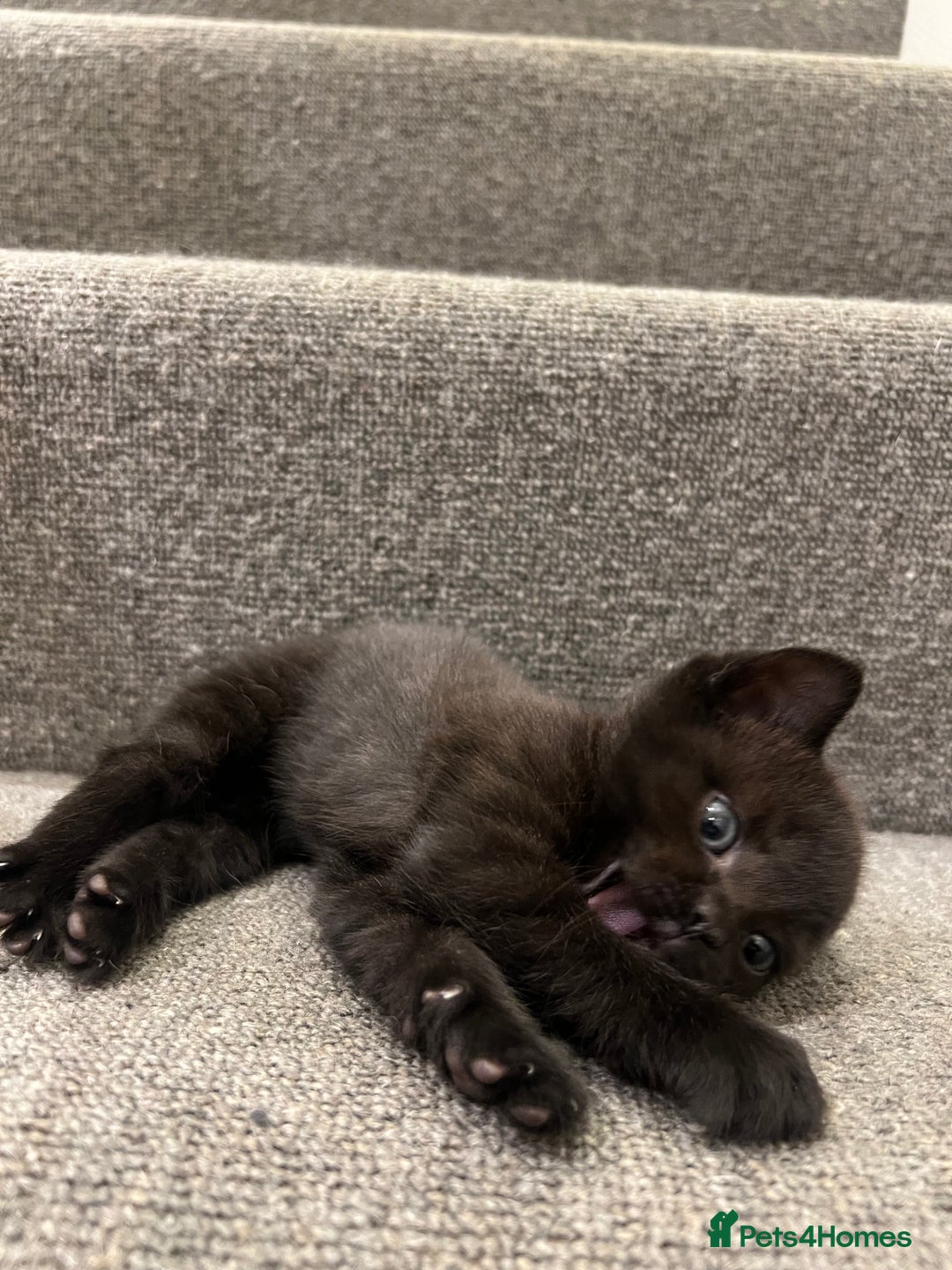 British Shorthair cats for sale: Stunning Brown/Grey Mix British Shorthair Kittens - Advert 12