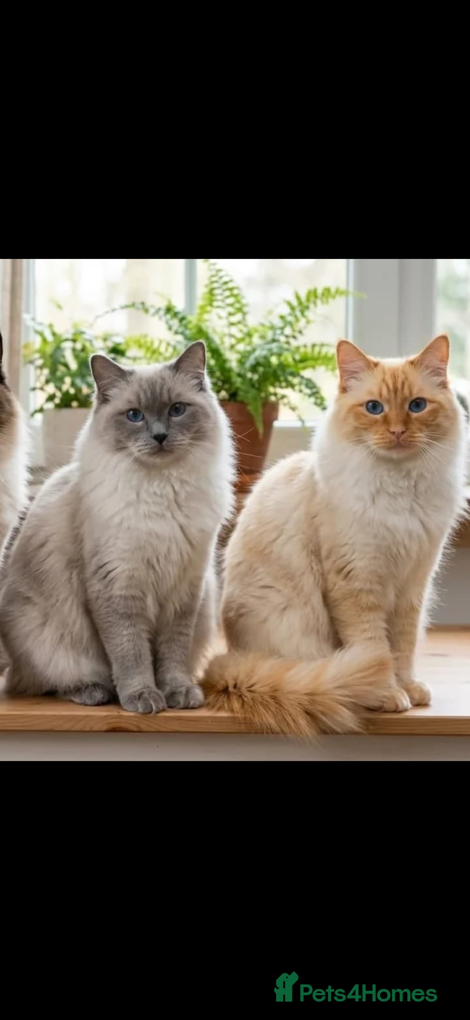Ragdoll cats Ragdoll kittens for sale - Advert 1