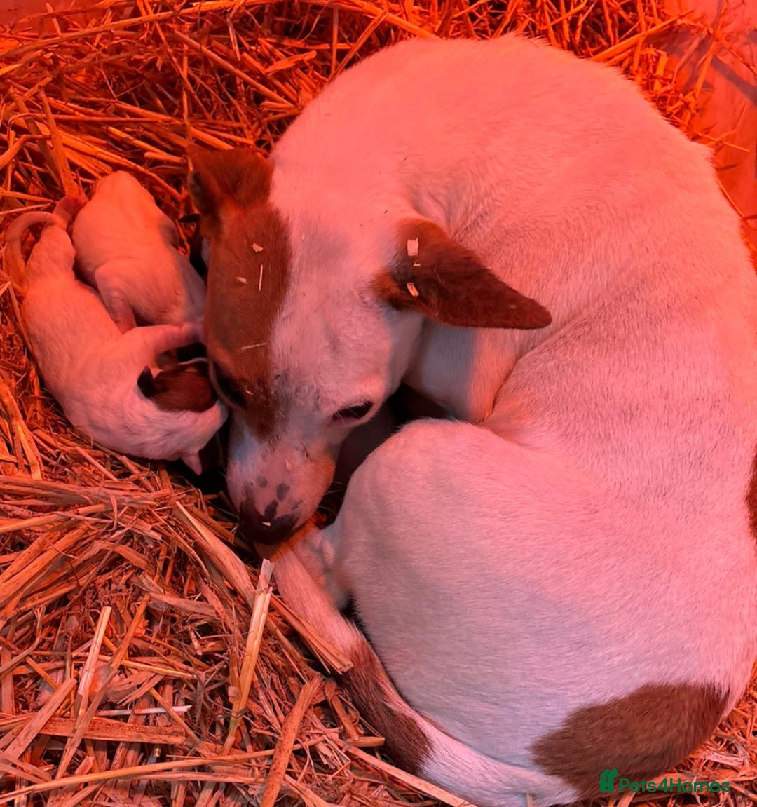Jack Russell dogs for sale: Jack Russell puppy’s ready to go  - Advert 1