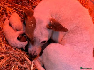Jack Russell dogs Jack Russell puppy’s ready to go - Advert 2