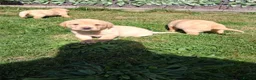 Labrador Retriever dogs for sale: Fox red Labrador puppies  in Crieff - Advert 9
