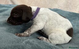 German Shorthaired Pointer dogs for sale: Pure GSP Puppies For Sale - Image 16