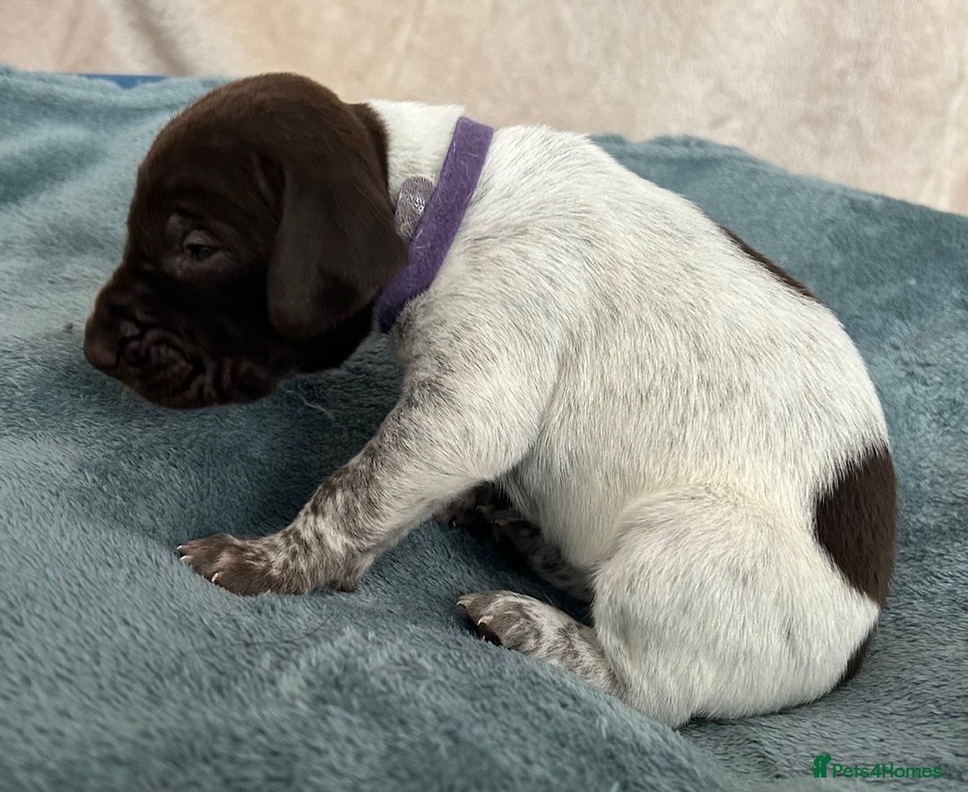 German Shorthaired Pointer dogs for sale: Pure GSP Puppies For Sale - Image 16