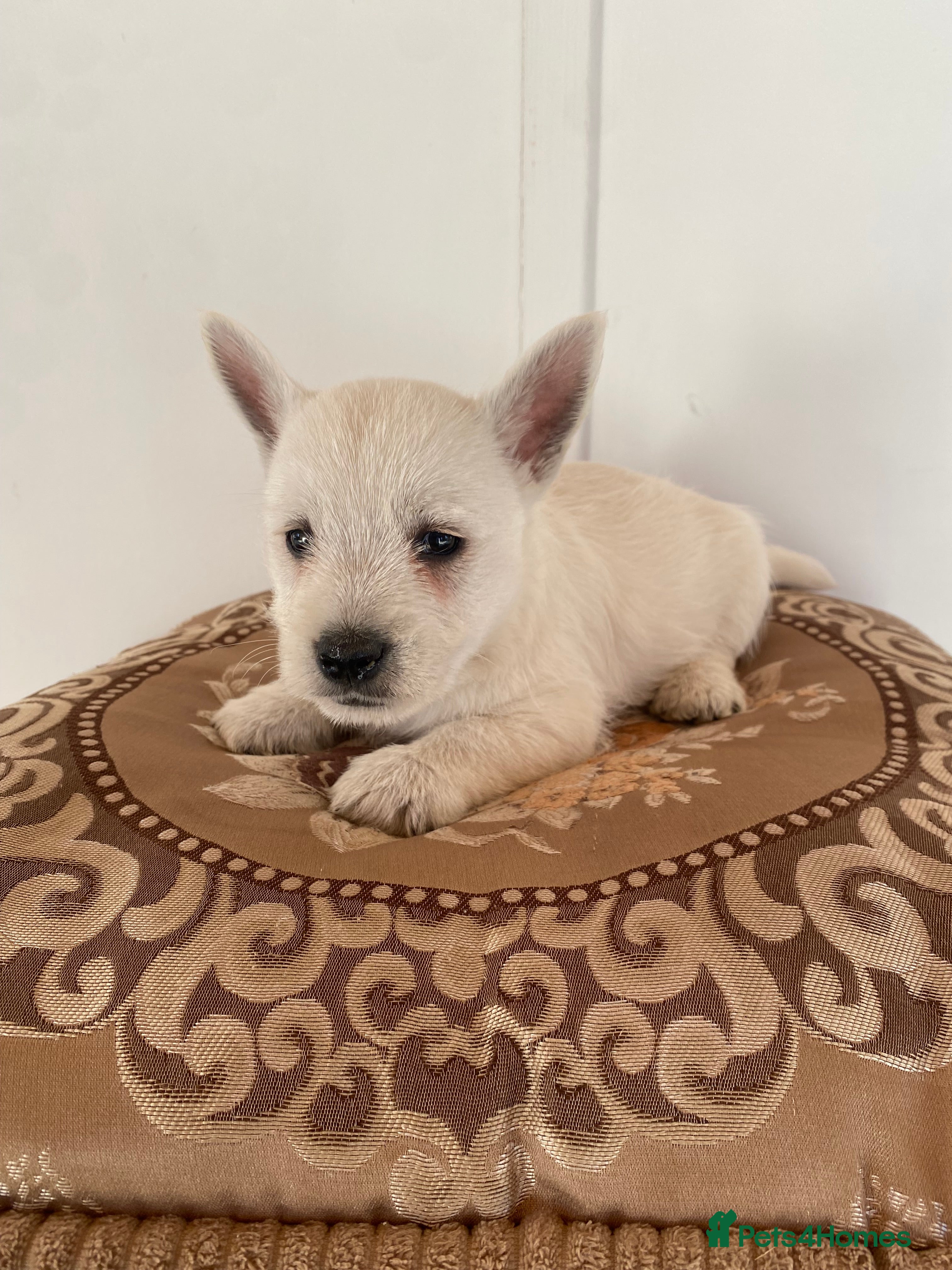 West Highland Terrier dogs West highland terrier  - Advert 1