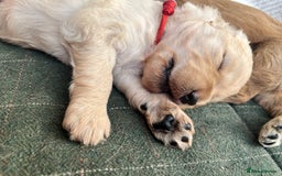 Mixed Breed dogs for sale: Multi generational goldendoodle puppies - Image 26