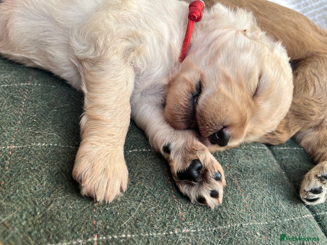 Mixed Breed dogs for sale: Multi generational goldendoodle puppies - Image 26