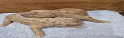 Goldendoodle dogs for sale: F1 Goldendoodle's - Advert 7